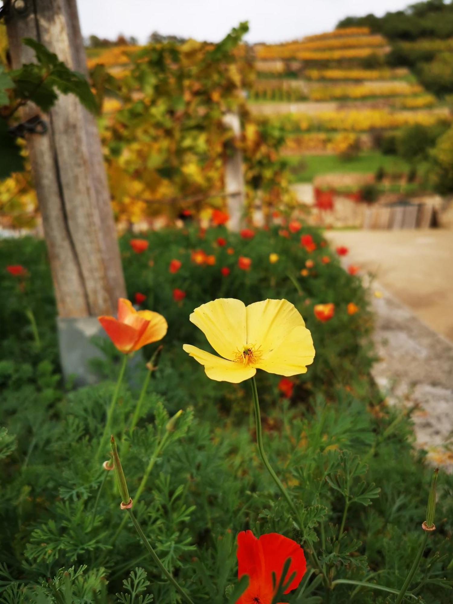 Bambus, Jungle, Dachterrasse & Bequem Bis Zentrum راديبول المظهر الخارجي الصورة
