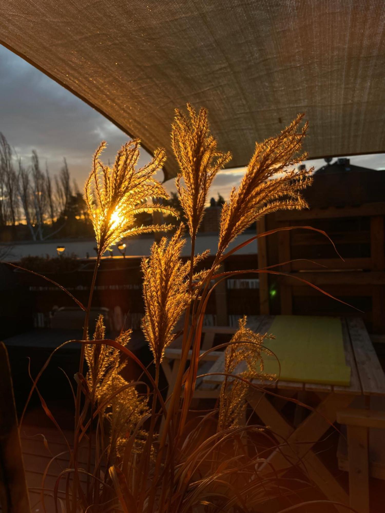 Bambus, Jungle, Dachterrasse & Bequem Bis Zentrum راديبول المظهر الخارجي الصورة